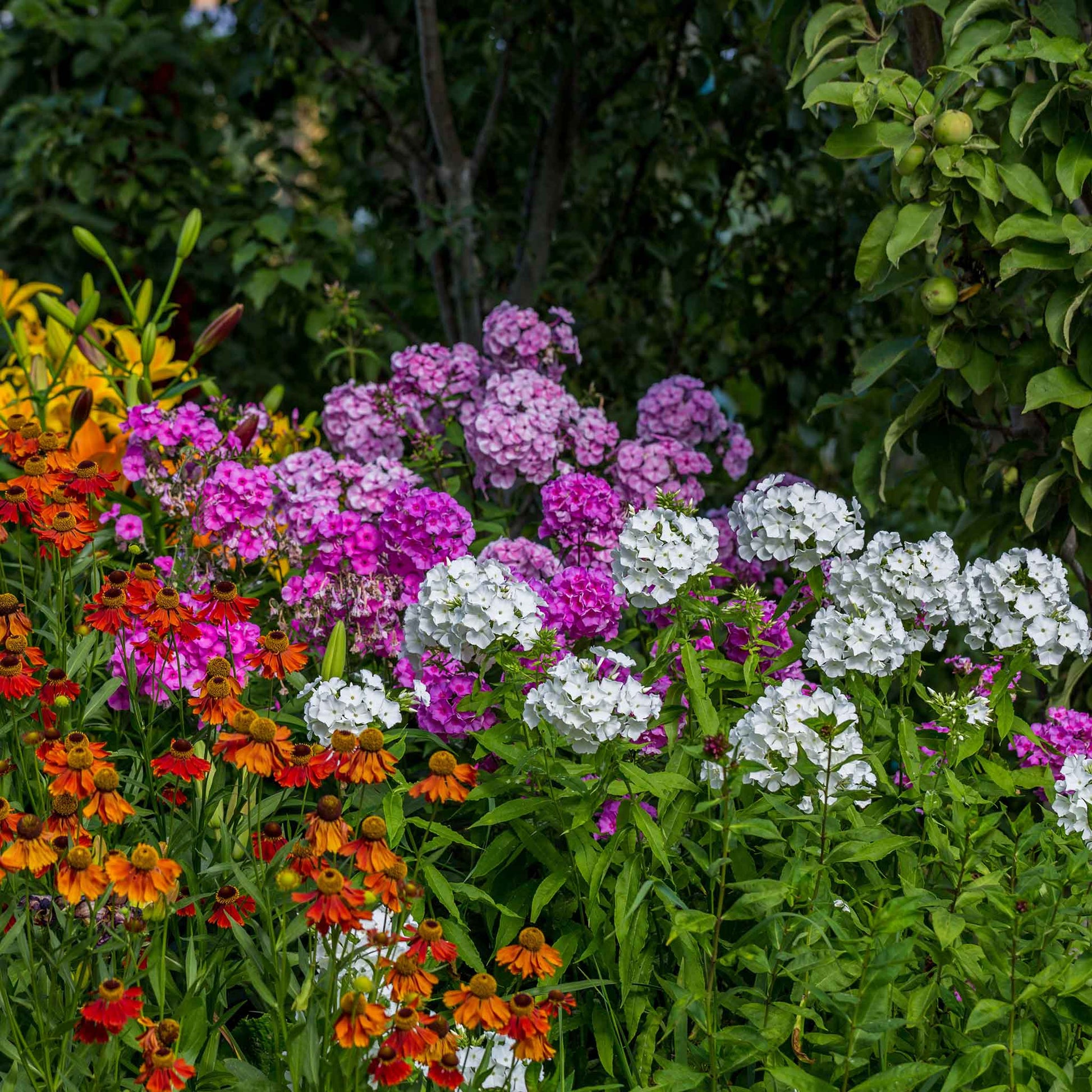 Phlox garden mix mixed pink, purple, red and white blooms in a sunny garden.