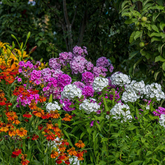 phlox garden mix