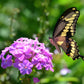 phlox garden mix