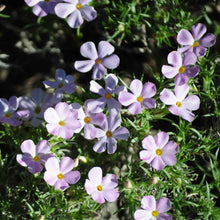 Phlox mountain phlox small white blooms with yellow centers among green foliage.