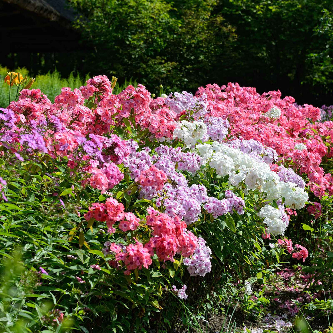 Phlox - Mix | Spring Flower Bulbs | Eden Brothers