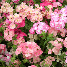 Phlox root pastel mix with soft pink and peach blooms and green foliage in a garden.