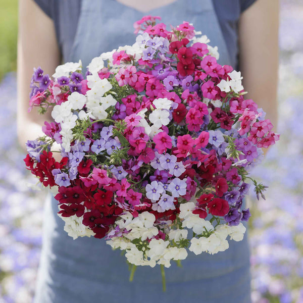 phlox-tall-mix-mac-1_grande.