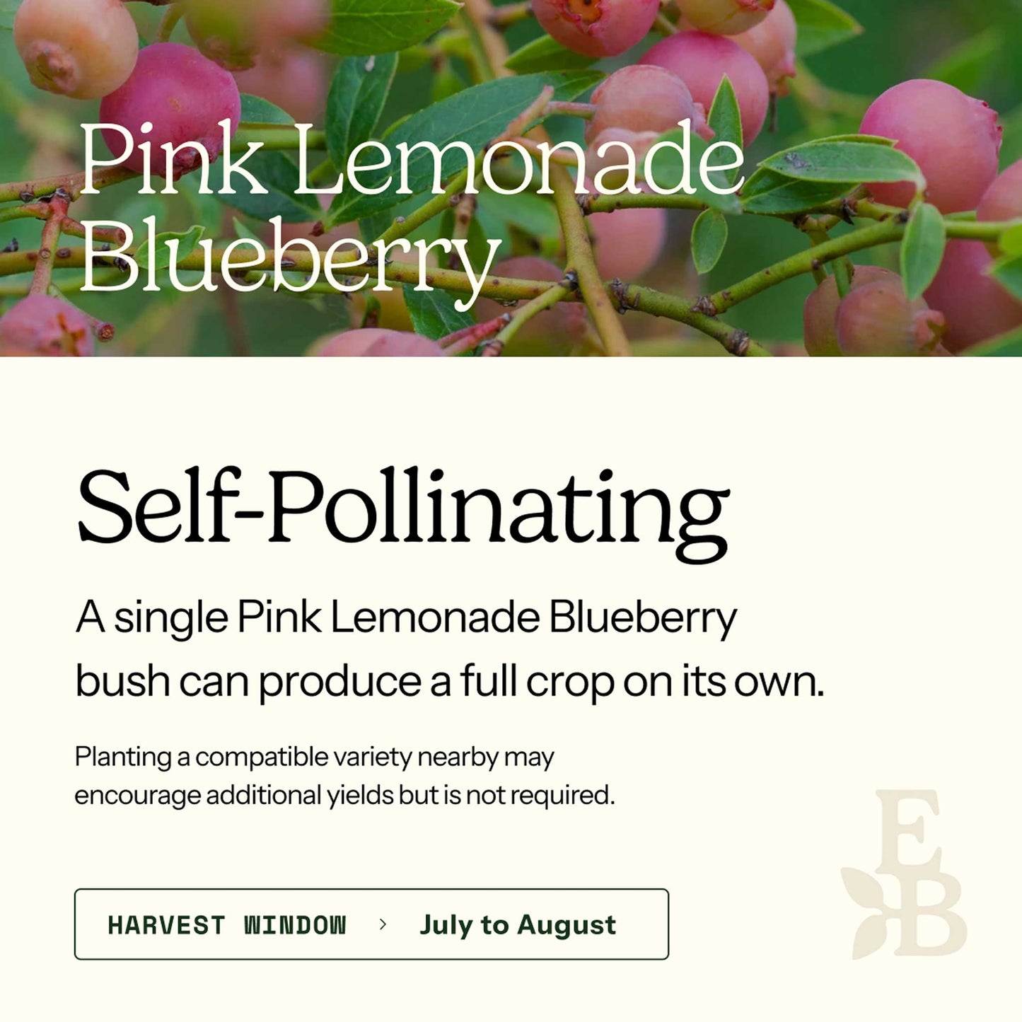 Pink Lemonade Blueberry Bush