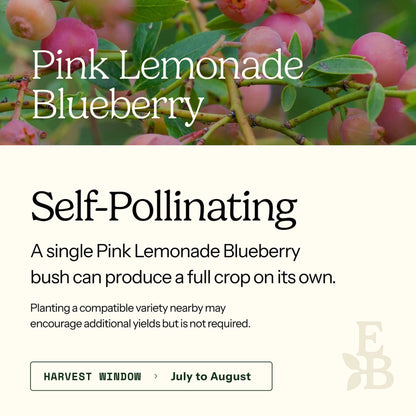Pink Lemonade Blueberry Bush