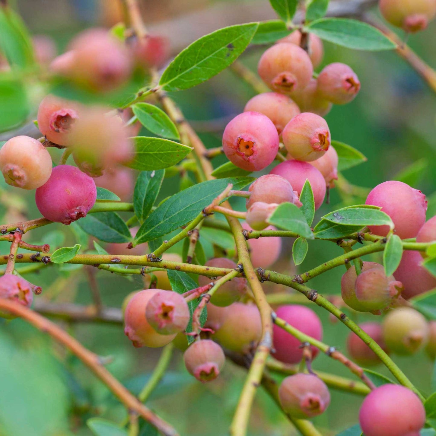 Pink Lemonade Blueberry Bush