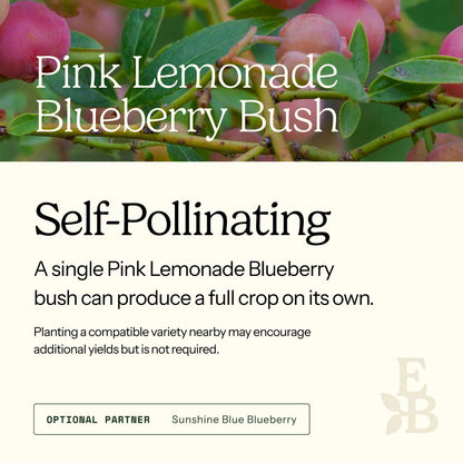 Informational graphic for a Pink Lemonade Blueberry bushes, featuring a top photo of blueberries and text stating it is self-pollinating and produces a full crop on its own.