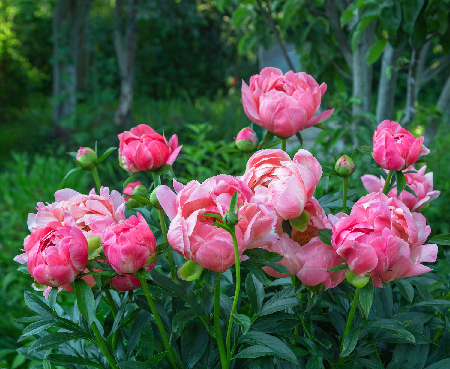 Pink peony flowers in a garden setting with green foliage.