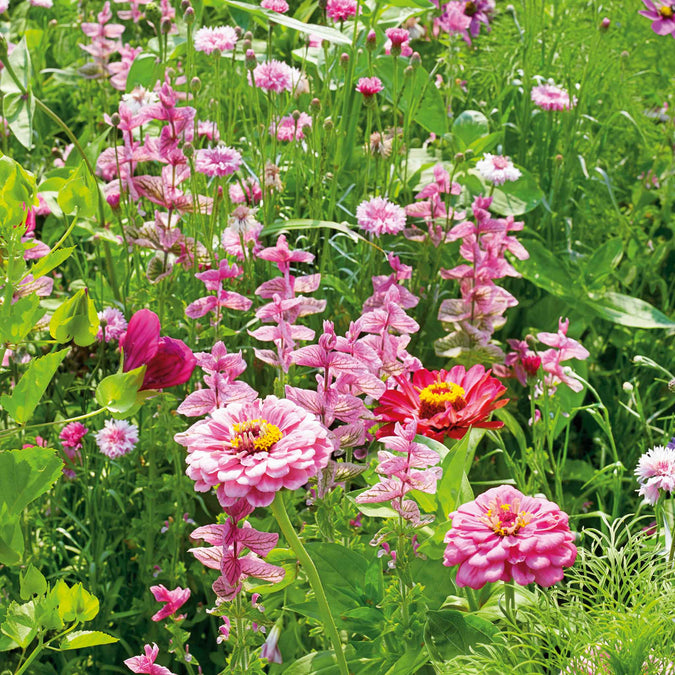 Pink Perfection Flower Seed Mix