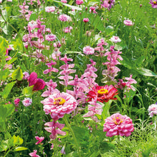 A view of the variety of colors in the Pink Perfection Flower Seed Mix