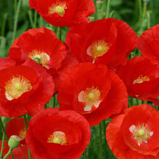 poppy american legion