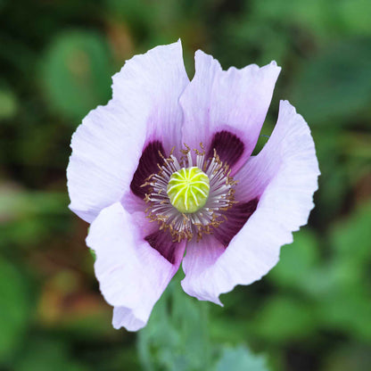 Pale purple Poppy Blue Moon single bloom on a blurred green background