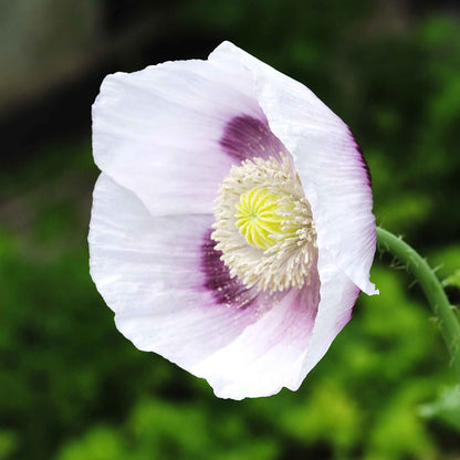 White Poppy Blue Moon single bloom with yellow center on a blurred green background