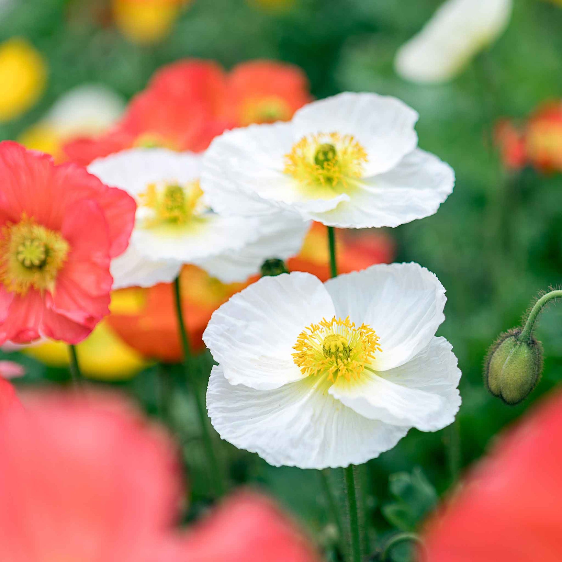 White and pink Iceland Poppy Champagne Bubbles Mixed blooms on a blurred background