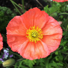 Pink Iceland Poppy Champagne Bubbles Pink single bloom on a blurred purple background