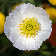 White Iceland Poppy Champagne Bubbles White close up with yellow center on plain background