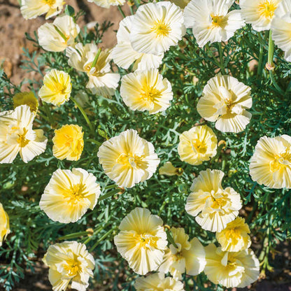 Close-up of cream swirl poppy with delicate ruffled petals and a buttery hue.