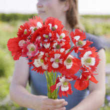 A person holding a bouquet of danish flag poppy flowers in a natural setting