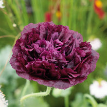 Dark purple Poppy Double Black ruffled flower on a blurred green background