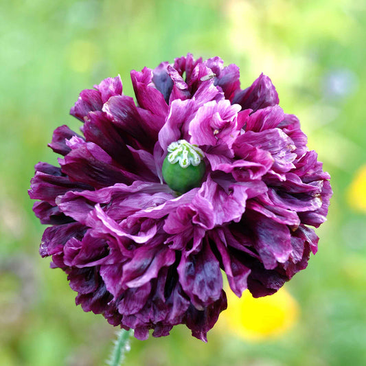 Small Ruffled Poppy Poppy Seeds | Shop 66 Varieties | Eden Brothers – Page 2