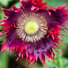 Dark red and purple Poppy Drama Queen ruffled bloom on a blurred dark background