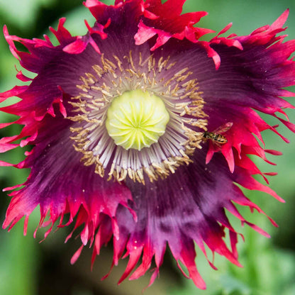 Dark red and purple Poppy Drama Queen ruffled bloom on a blurred dark background
