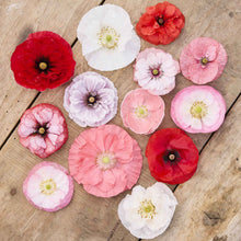 Several poppy falling in love mix flower blooms of a variety of colors displayed on a wooden surface 