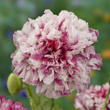 Pink and cream Poppy Flemish Antique double bloom on a blurred green background