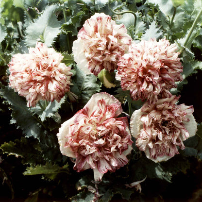 Cream and pink Poppy Flemish Antique double blooms cluster on a dark background