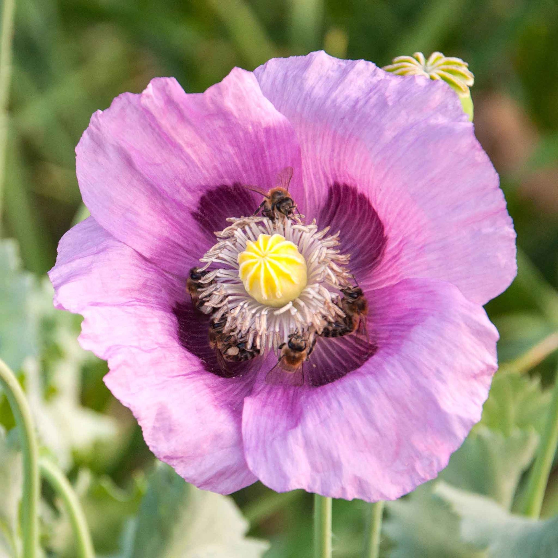 Pale purple Hungarian Breadseed Poppy large flower against a light blue background