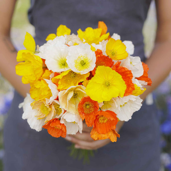 poppy-iceland-mix-mac-1_grande