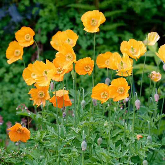 poppy moroccan orange