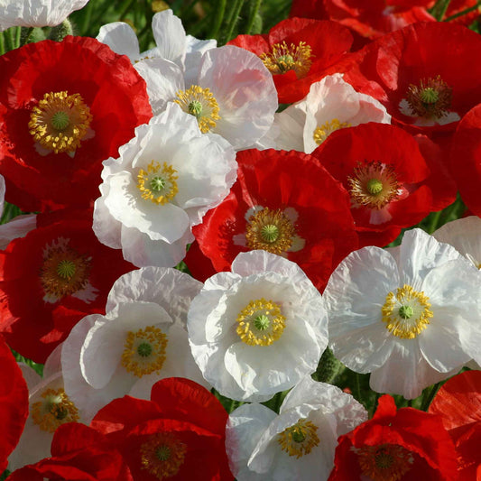 poppy national mix