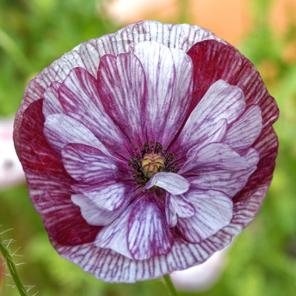 Purple and white Poppy Pandora frilly bloom on a plain white background
