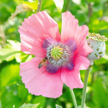 Pink Pepperbox Poppy single bloom with green seed pod on a blurred green background