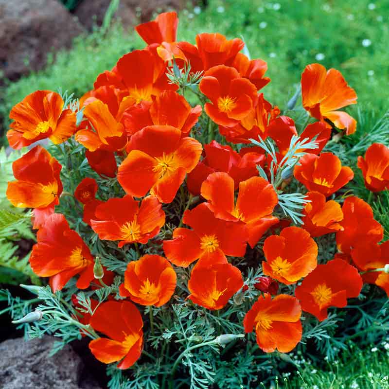 Red chief poppy with delicate petals against a blurred green background. | copyright: Floramedia UK Ltd