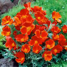 Red chief poppy with delicate petals against a blurred green background. | copyright: Floramedia UK Ltd
