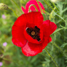 Single red Corn Poppy with dark center against a blurred green garden background