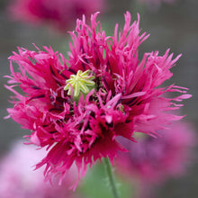 Hot pink fringed Poppy Rose Feathers pompom bloom on a blurred pink background