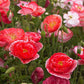 poppy falling in love