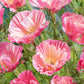 poppy thai silk appleblossom chiffon