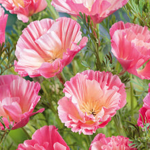 A close-up of pink and cream poppy thai silk appleblossom chiffon frilly blossoms.