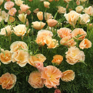 Carnation Seeds - Jeanne Dionis