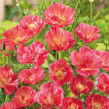 Pink poppy thai silk rose with ruffled petals and intricate details.