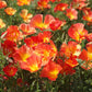 poppy thai silk strawberry field