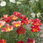 poppy thai silk strawberry field