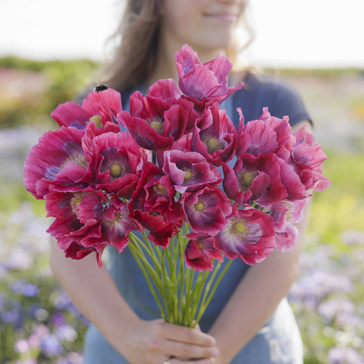 A person holding a bouquet of the giant poppy flowers in a natural setting