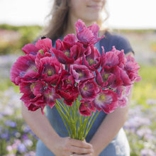 A person holding a bouquet of the giant poppy flowers in a natural setting