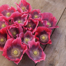 Several the giant poppy reddish bloom heads displayed on a wooden surface