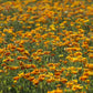 poppy yukon gold